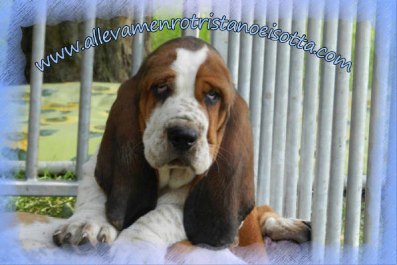 basset hound