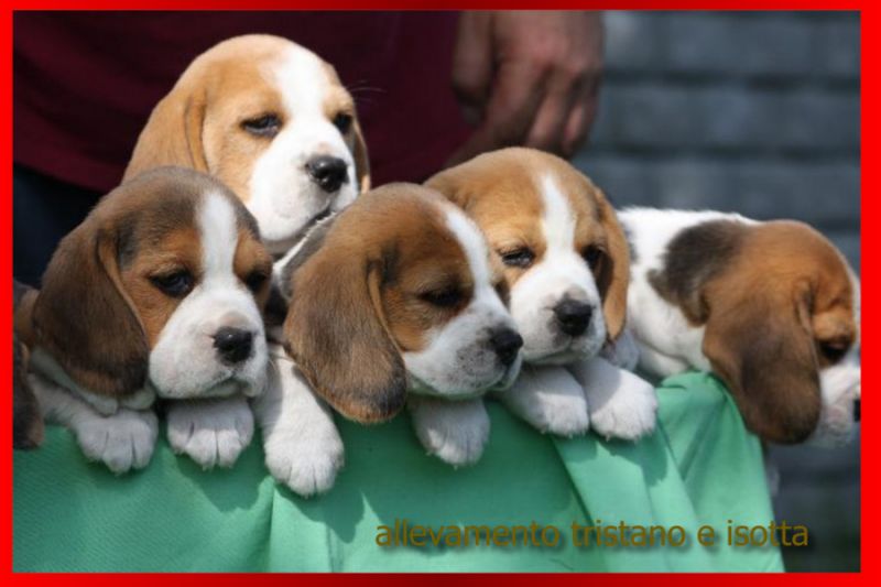 beagle  elizabeth taglia piccola 