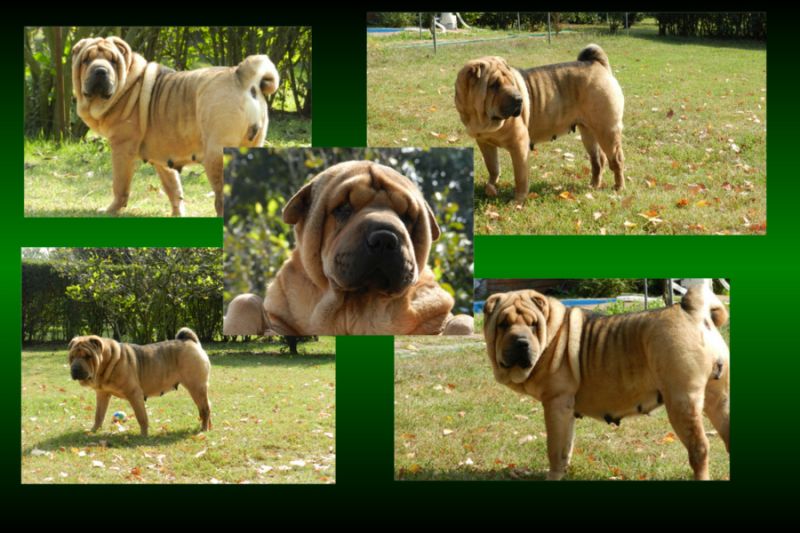 reggalo shar pei 