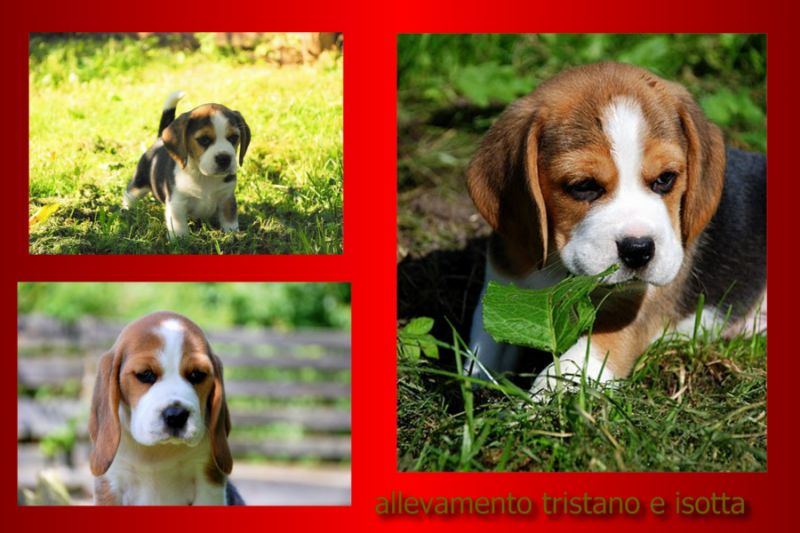  beagle  elizabeth tag piccola