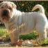 shar pei