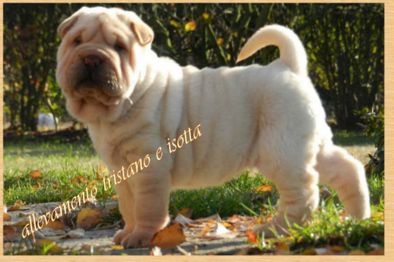 shar pei