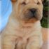 shar pei