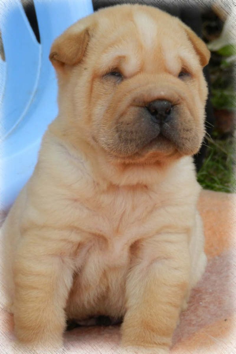 shar pei cuccioli