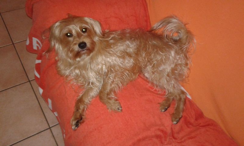 Regalo cane