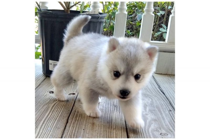 Cuccioli di Pomsky e Siberian Husky disponibili