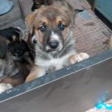 Axel