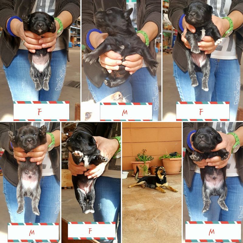 adozione cuccioli taglia piccola