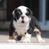 CUCCIOLO BULLDOG INGLESE