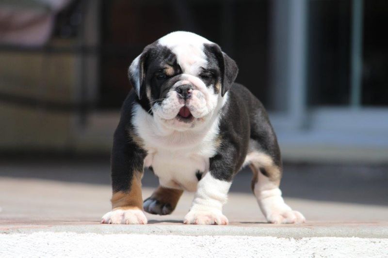 CUCCIOLO BULLDOG INGLESE