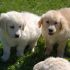 Cuccioli di Golden Retriever