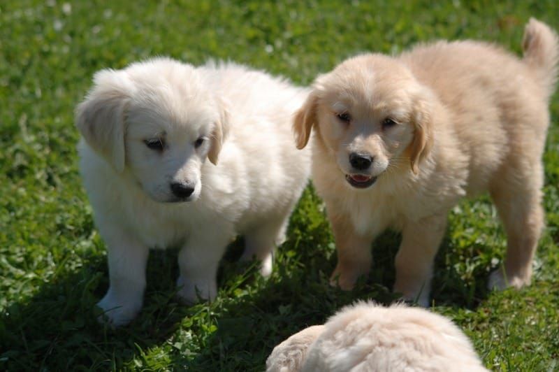 Cuccioli di Golden Retriever