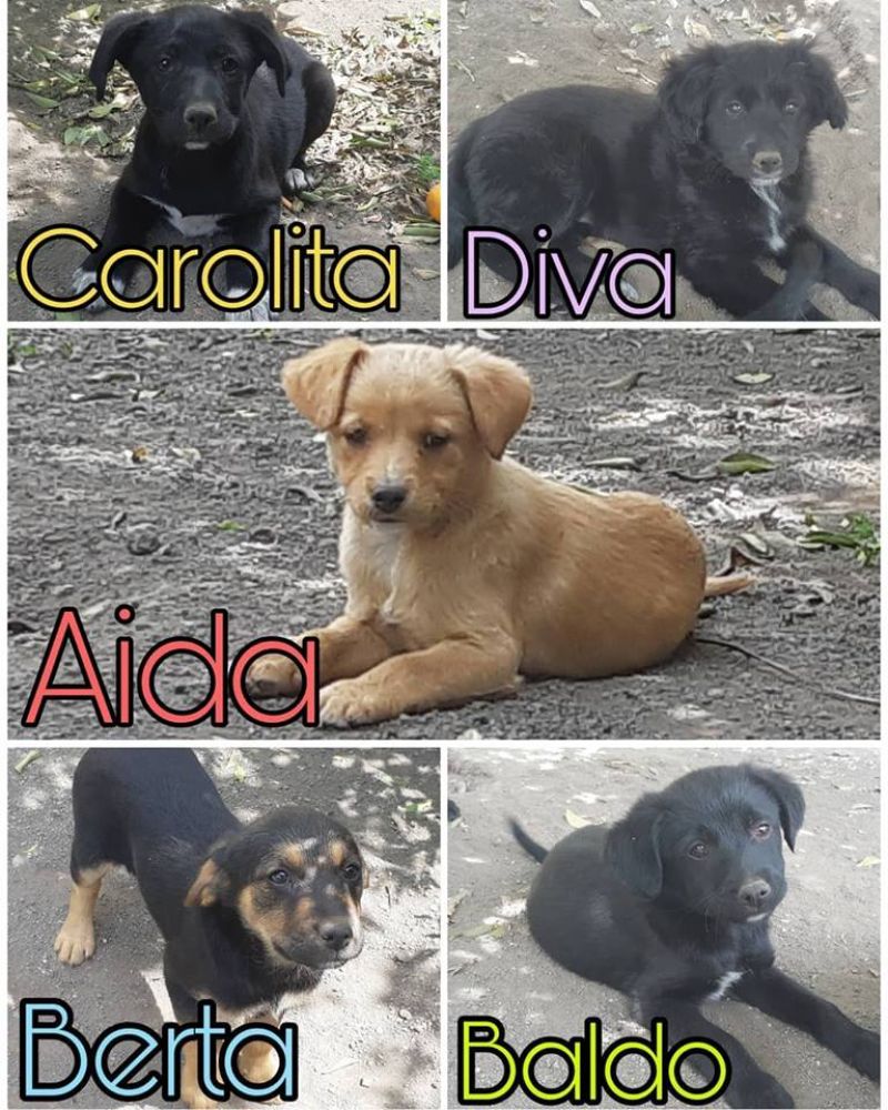 5 MERAVIGLIOSI CUCCIOLI, 2 MESI TAGLIA MEDIA