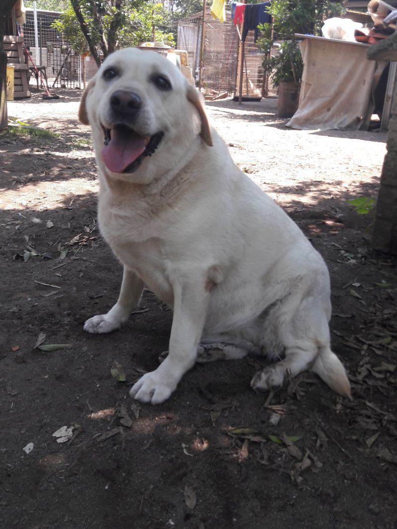 LIBERA, LABRADOR DI 3 ANNI  - ADOZIONE DEL CUORE