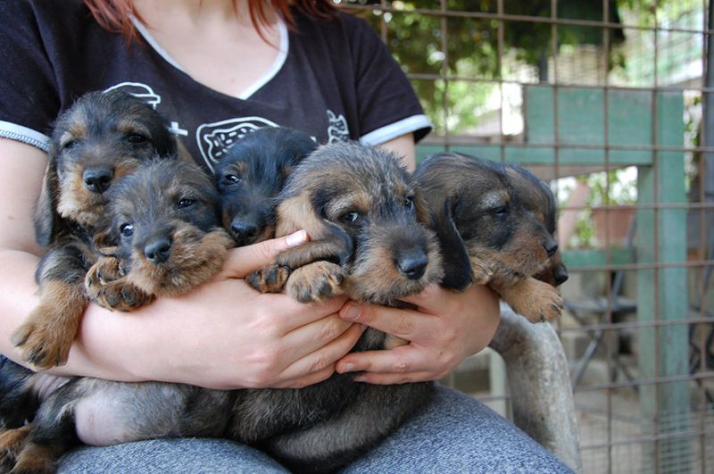 Cuccioli Bassotto