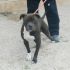 Cane Pit Bull maschio di circa 2 anni, Toretto