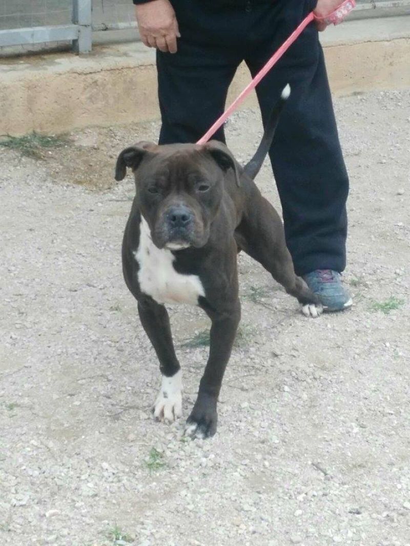 Cane Pit Bull maschio di circa 2 anni, Toretto