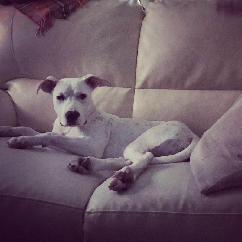 Cucciolo Cane Pit Bull femmina, Neve , 7 mesi in ADOzione