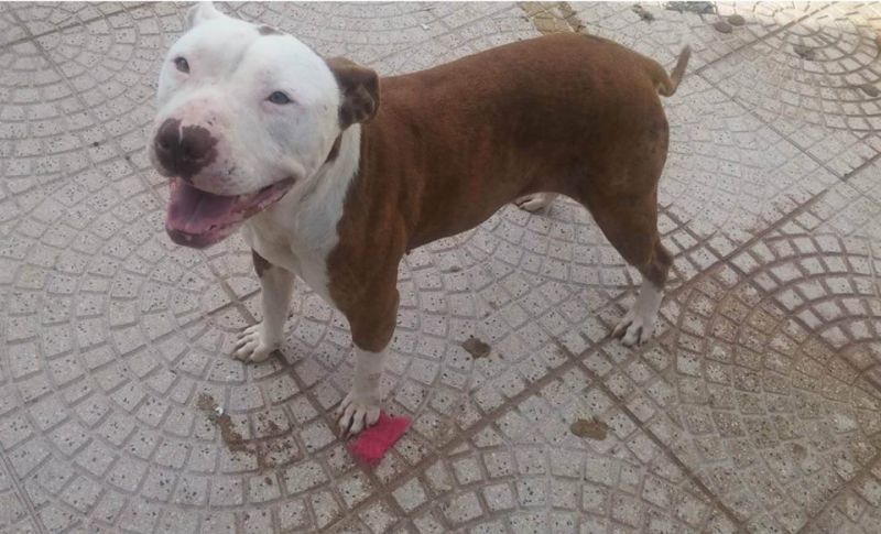Cane Pit Bull red nose, femmina, Maya, 4 anni, in ADOZIONE