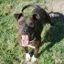 Cane  Pit Bull maschio 4 anni, Vasco, in ADOZIONE!!!