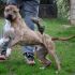 Cane Pit Bull maschio 2 anni, Miky, in ADOZIONE!!!