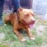 Cane Pit bull red nose femmina 3 anni, Hope, in ADOZIONE!!!