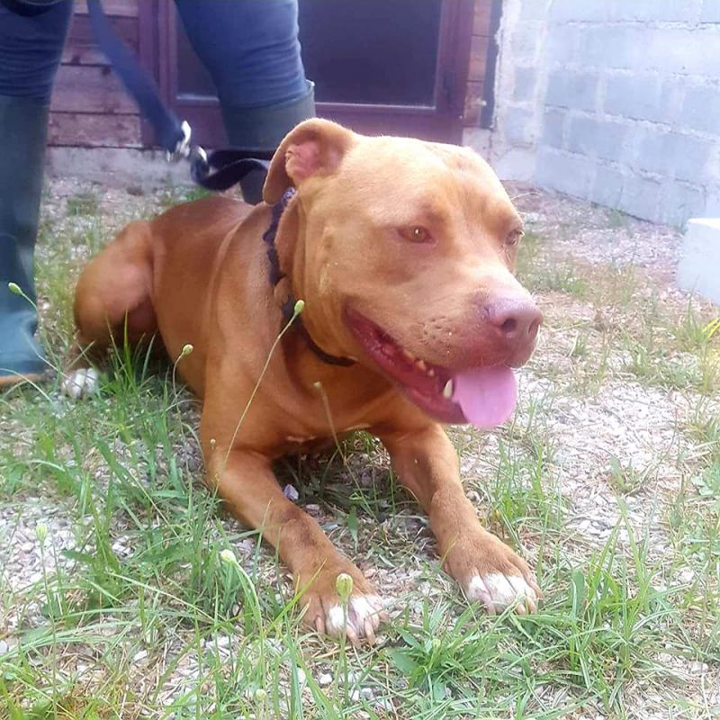 Cane Pit bull red nose femmina 3 anni, Hope, in ADOZIONE!!!