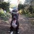 Cane Pit Bull maschio 2 anni, Toretto, in ADOZIONE!!!