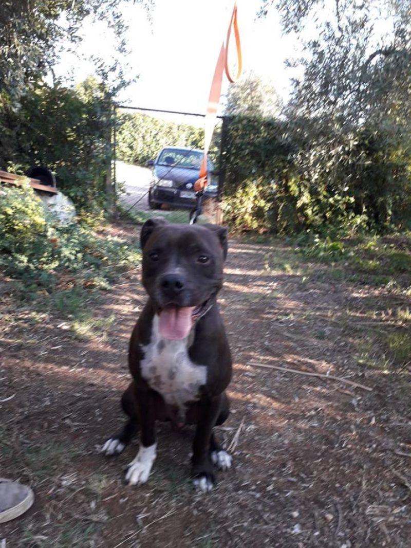 Cane Pit Bull maschio 2 anni, Toretto, in ADOZIONE!!!