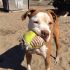 Cane Pit Bull red nose maschio Leo, 18 mesi, in ADOZIONE!!!