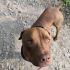 Cane Pit Bull red nose maschio Argo, 2 anni, in ADOZIONE!!!