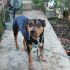 Cane  mix Rottweiler maschio 4 anni Pato, in ADOZIONE!!!