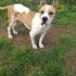 Cane Pit Bull femmina 12 mesi, Emy, in ADOZIONE!!!