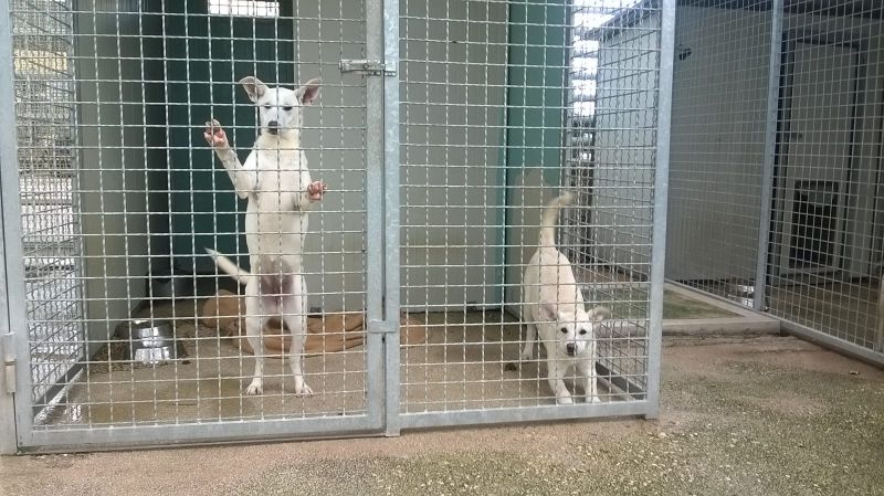 Cucciole tenerissime meticci 4 mesi futura taglia media in ADOZIONE!