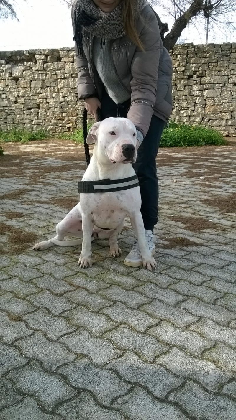 Dogo Argentino femmina 2 anni Mina in ADOZIONE!!!