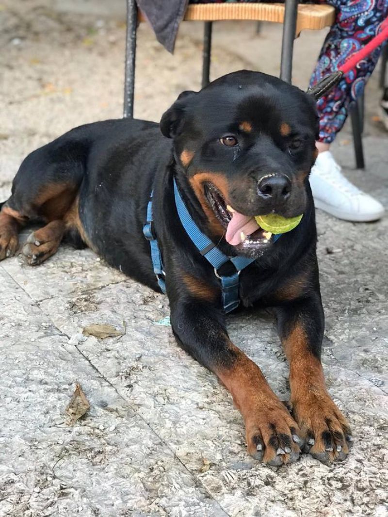 Cane Rottweiler maschio 4 anni Ettore, in ADOZIONE!!!