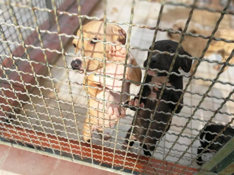 Cuccioli Pit Bull 4 mesi in ADOZIONE!!!