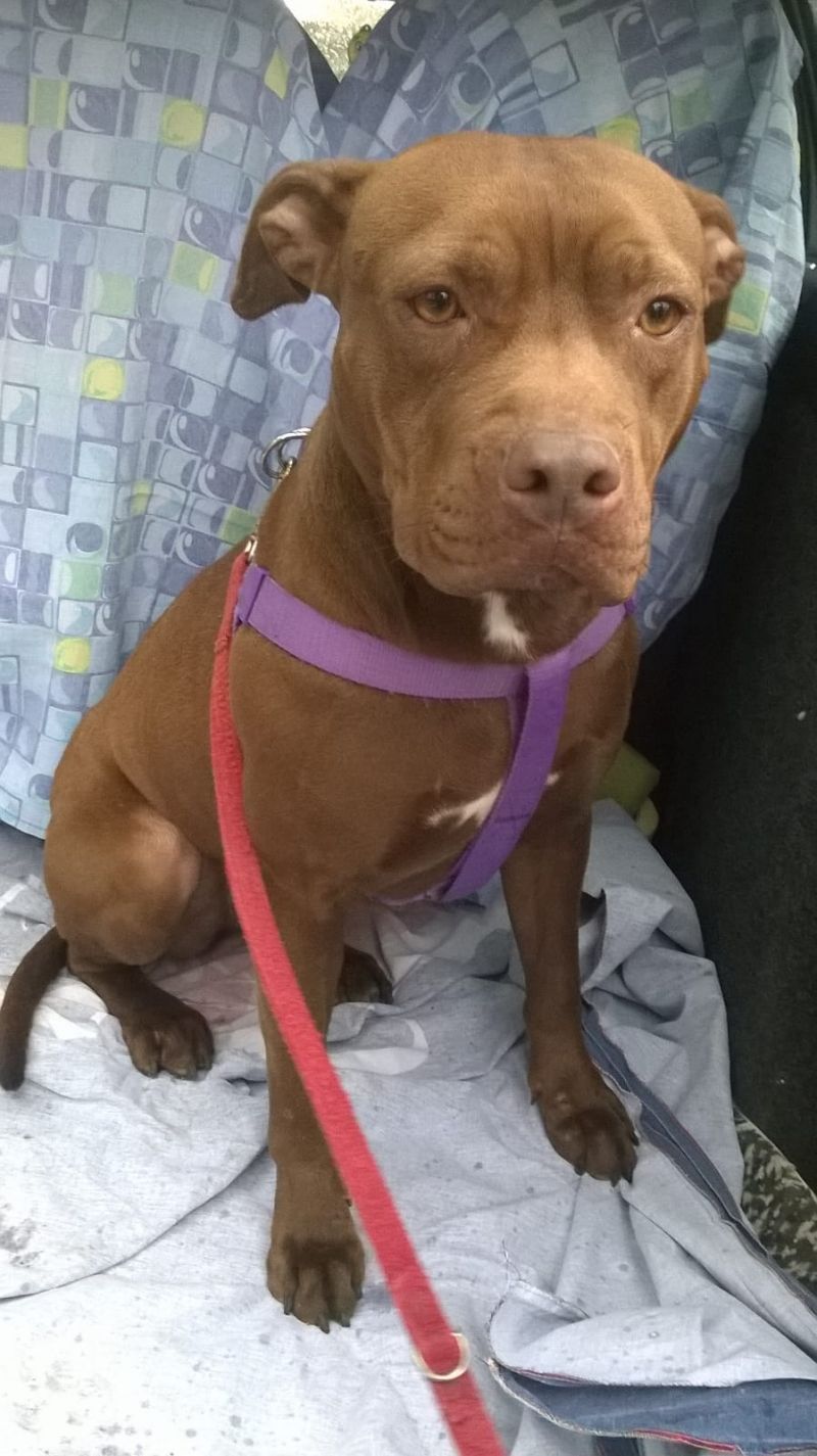 Cane Pit Bull red nose femmina 2 anni Santina in ADOZIONE!!!