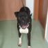 Pit Bull maschio 12 mesi Oki, in ADOZIONE!!!