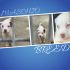 Cuccioli simil Pit Bull 3 mesi in ADOZIONE!!!