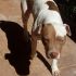 Pit Bull red nose maschio 2 anni Hero in ADOZIONE!!!