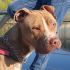 Pit Bull red nose femmina 4 anni Dana in ADOZIONE!!!