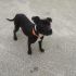 Cucciola Pit Bull femmina 6 mesi Karol in ADOZIONE!!!