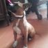 Cucciolo Pit Bull maschio 6 mesi Oscar in ADOZIONE!