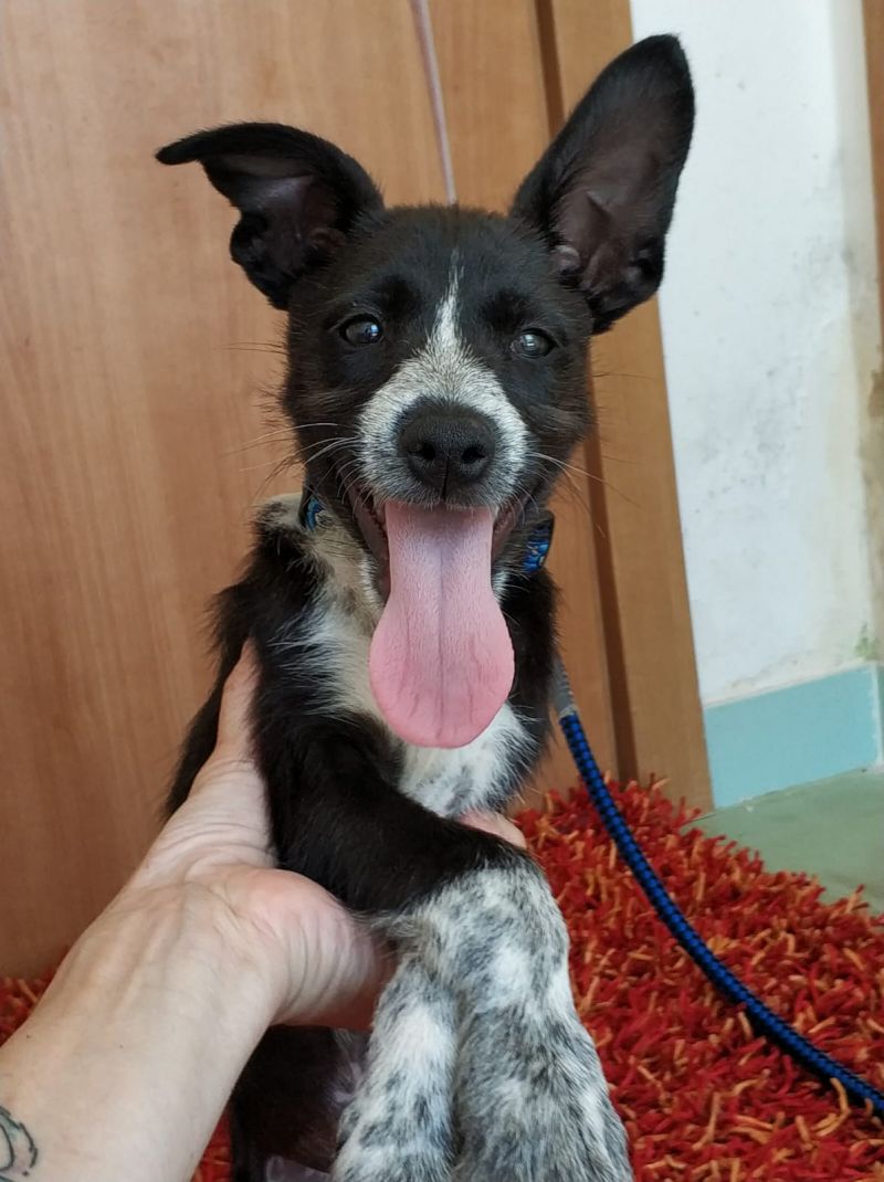 Cucciolo meticcio 3 m. Tommy, futura taglia piccola, in ADOZIONE!