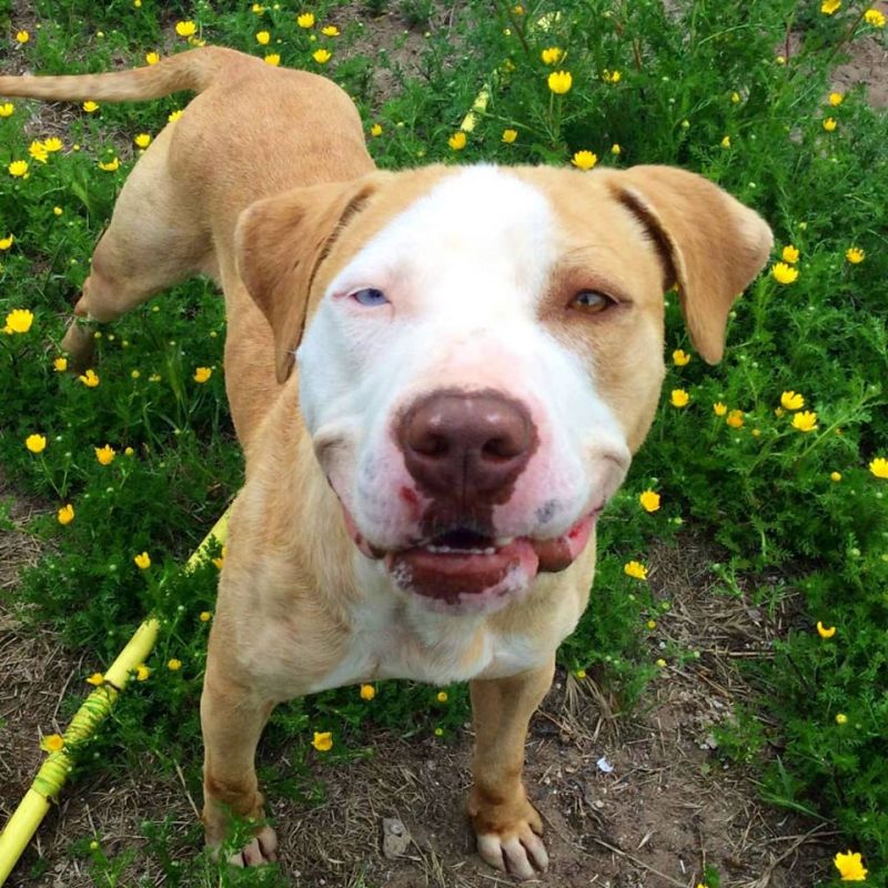 ADOZIONE DEL CUORA! Pit Bull red nose Diego 2 anni.