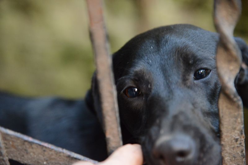 cuccioloni belli sani vivaci e affettuosi in adozione