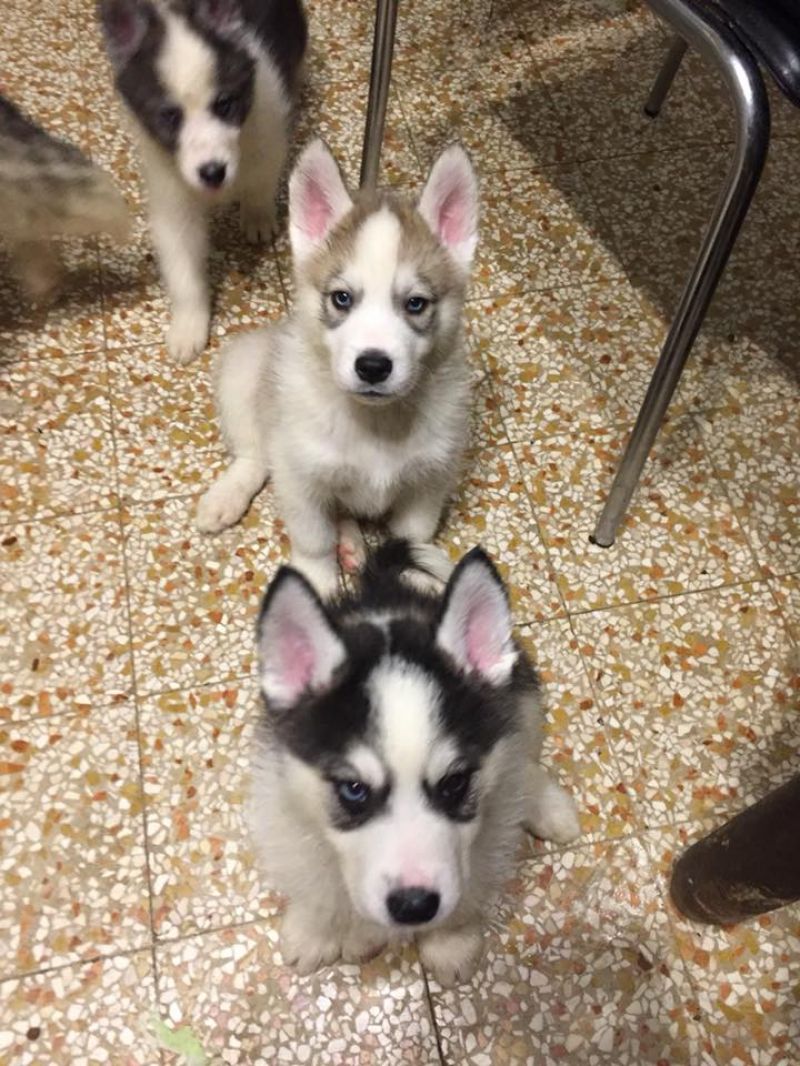 5 allegri e teneri cuccioli di Husky genitori visibili