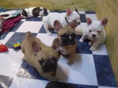 Bouledogue francese cuccioli blu