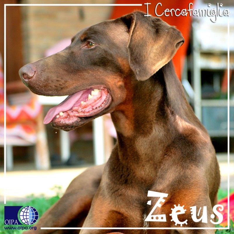 ZEUS DOBERMANN DI 6 ANNI